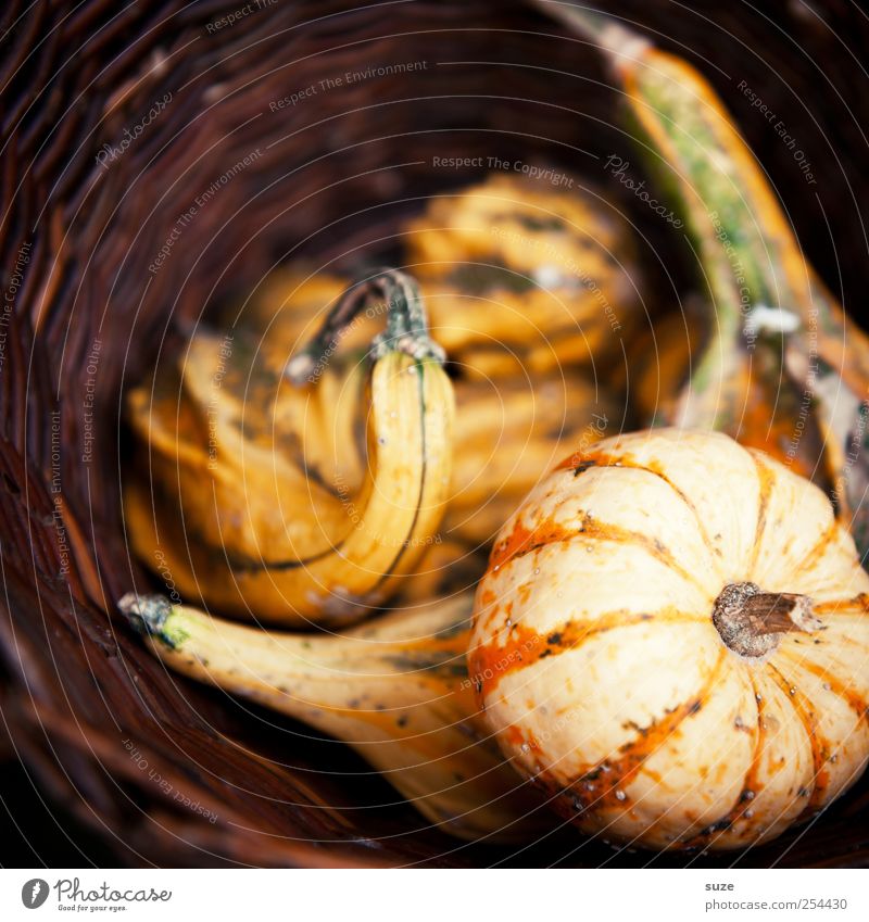 pumpkin basket Food Vegetable Organic produce Vegetarian diet Healthy Eating Thanksgiving Hallowe'en Autumn Authentic Natural Brown Pumpkin Basket