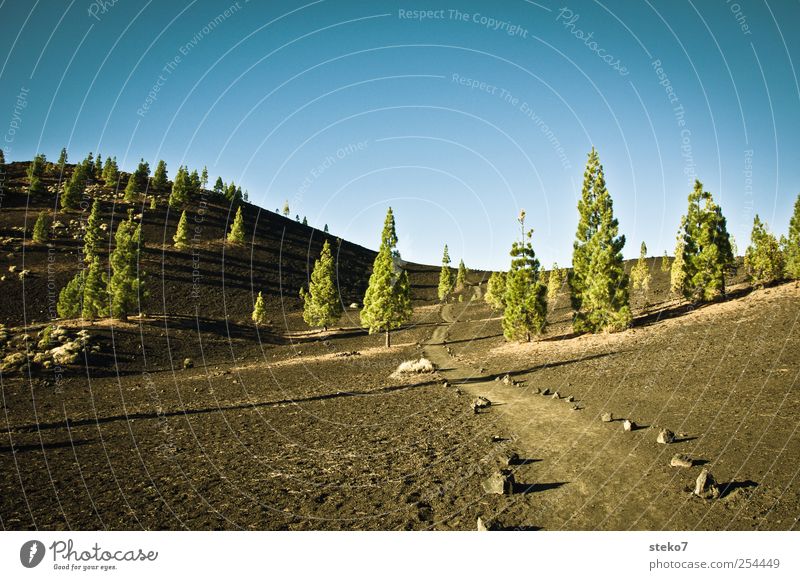 shaft Landscape Cloudless sky Beautiful weather Tree Forest Volcano Lanes & trails Dry Blue Green Black Tenerife Sparse Lava field Teide Stone pine Colour photo