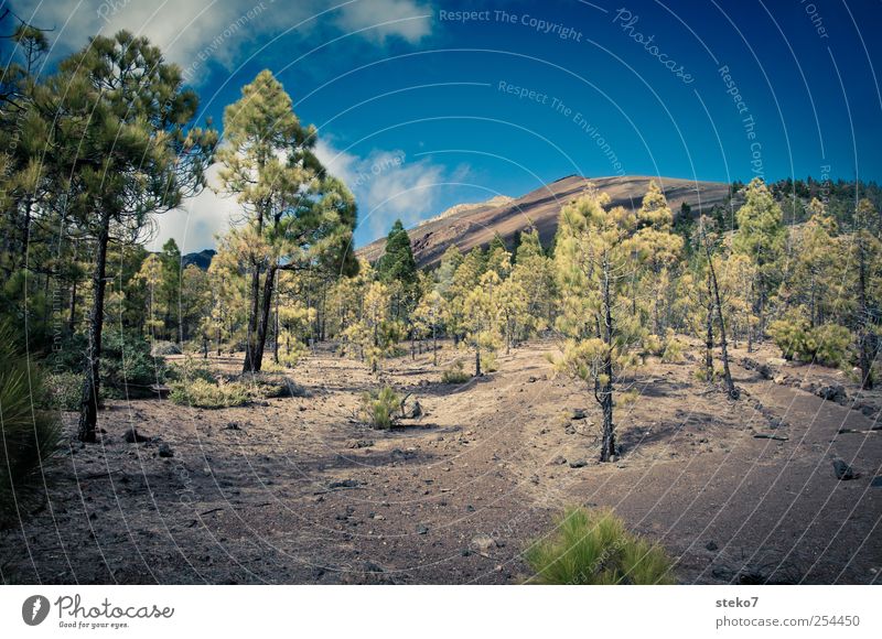 no grass land Landscape Sky Clouds Forest Rock Peak Lanes & trails Hiking Dry Blue Brown Green Sparse Tenerife Stone pine Lava field Teide Colour photo