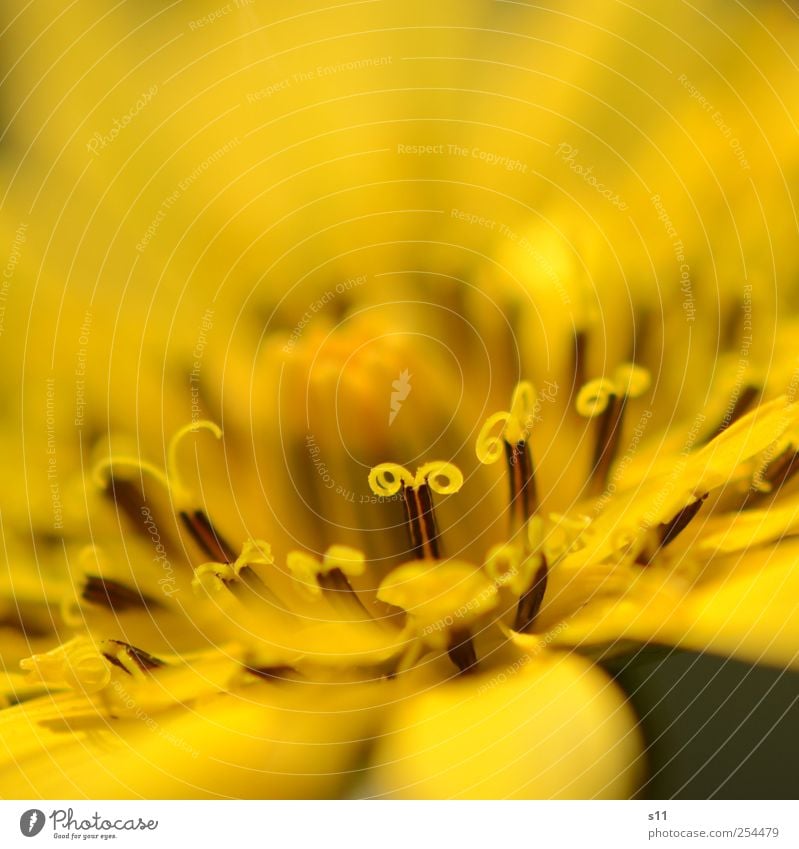 yellow miracle Nature Plant Flower Blossom Garden Blossoming Illuminate Esthetic Exceptional Elegant Exotic Beautiful Yellow Spiral Structures and shapes