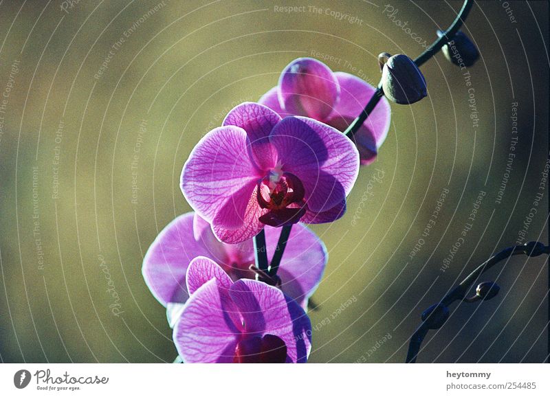 orchid Elegant Exotic Joy Happy Beautiful Well-being Contentment Relaxation Fragrance Environment Nature Landscape Plant Sunlight Spring Summer Autumn Flower