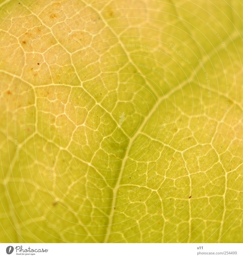 Structure of nature Environment Nature Plant Tree Leaf Glittering Illuminate Exceptional Thin Sharp-edged Elegant Fantastic Natural Yellow Easy Autumn