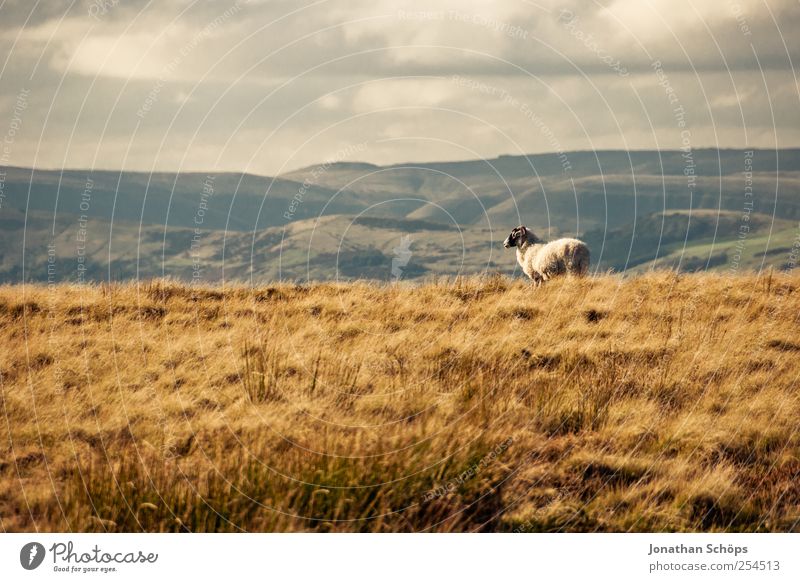 Peak District VIII Environment Nature Landscape Plant Animal Climate Beautiful weather Farm animal Sheep 1 Brown Grass Meadow Exterior shot Loneliness