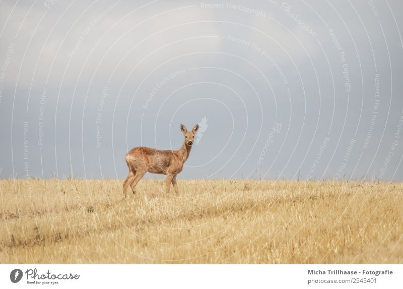 Deer on the stubble field Nature Animal Sky Clouds Sun Sunlight Beautiful weather Field Wild animal Animal face Pelt Roe deer Ear 1 Observe To feed Looking Near