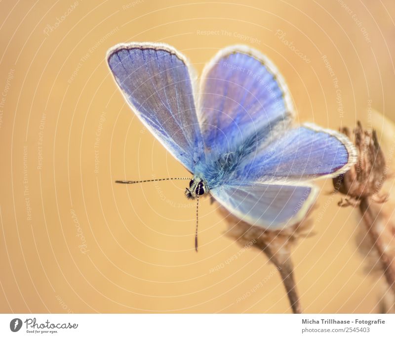 Blue in the evening light Nature Animal Sunlight Summer Beautiful weather Flower Meadow Wild animal Butterfly Animal face Wing Polyommatinae Feeler 1 Observe