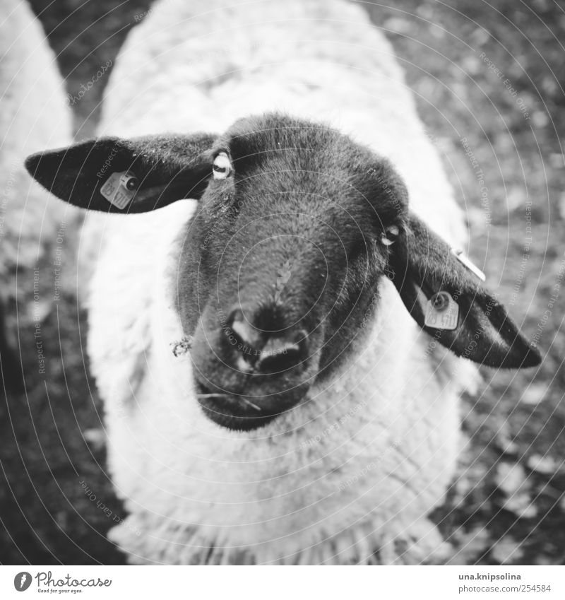 Faithful soul Environment Nature Animal Farm animal Animal face Pelt Sheep 1 Observe Friendliness Natural Cute Black White Trust Innocent Wool Baaa
