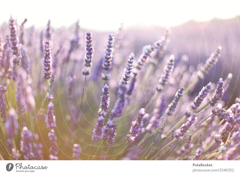#A# Purple Scent Environment Nature Landscape Plant Esthetic Contentment Fragrance Violet Lavender Lavender field Lavande harvest Provence France Blossoming