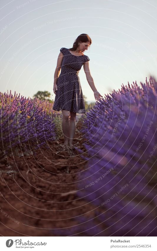 #A# Purple-Blue Art Esthetic Provence France Violet Lavender Lavender field Lavande harvest Green pastures Blossoming Idyll Peaceful Wanderlust Walking