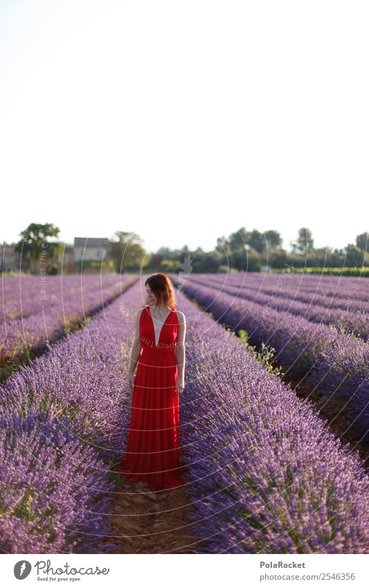 #A# purple-red Art Work of art Esthetic Territory Agriculture Violet Lavender Lavender field Lavande harvest Green pastures Youth (Young adults) Dress Red