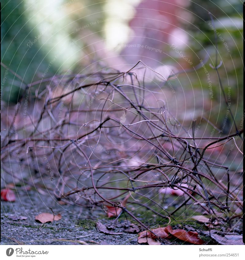 Bokeh Monsters Nature Autumn Plant Bushes Faded To dry up Esthetic Beautiful Blur Colour photo Subdued colour Exterior shot Detail Pattern Structures and shapes