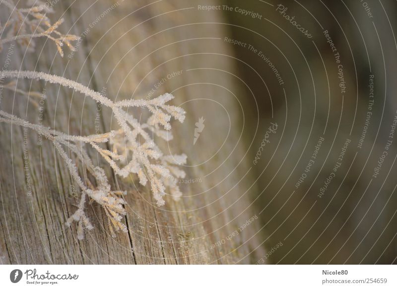 frosty grass Nature Grass Esthetic Frost Hoar frost Wood Delicate Cold Frozen Fragile Colour photo Subdued colour Exterior shot Close-up Detail Deserted