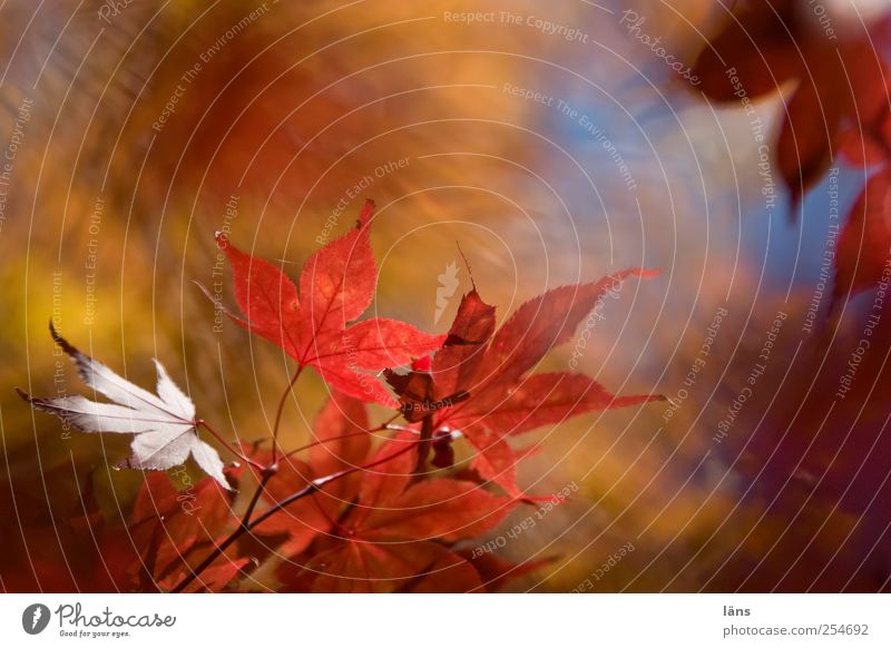 autumn Nature Landscape Plant Autumn Beautiful weather bushes flaked Foliage plant Japan maple tree Garden Illuminate Change Multicoloured Exterior shot