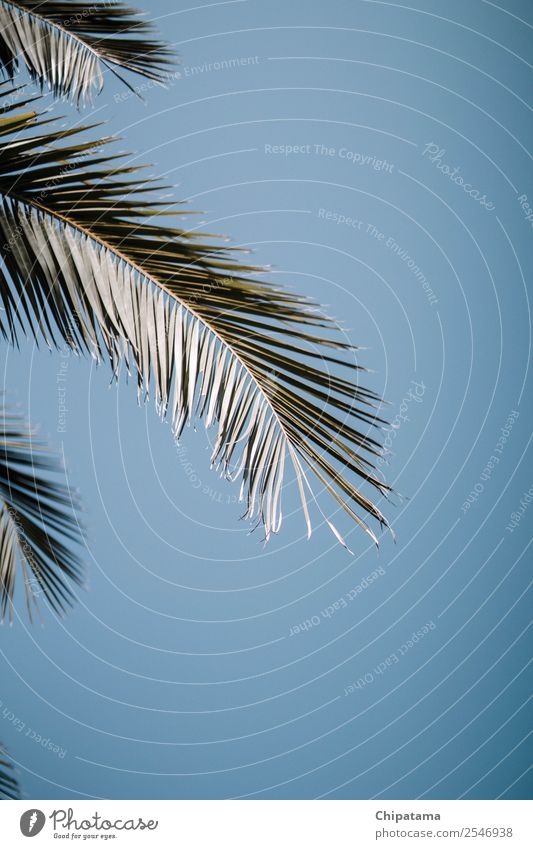 Palm tree on the blue sky Environment Nature Plant Air Flower Leaf Blossom Garden Park Esthetic Cool (slang) Emotions Moody Design Eternity Exotic Colour