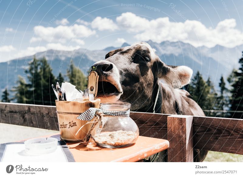 Cow in beer garden Mountain Hiking Nature Landscape Sky only Clouds Summer Beautiful weather Alps Farm animal 1 Animal Playing Friendliness Curiosity Cute Calm