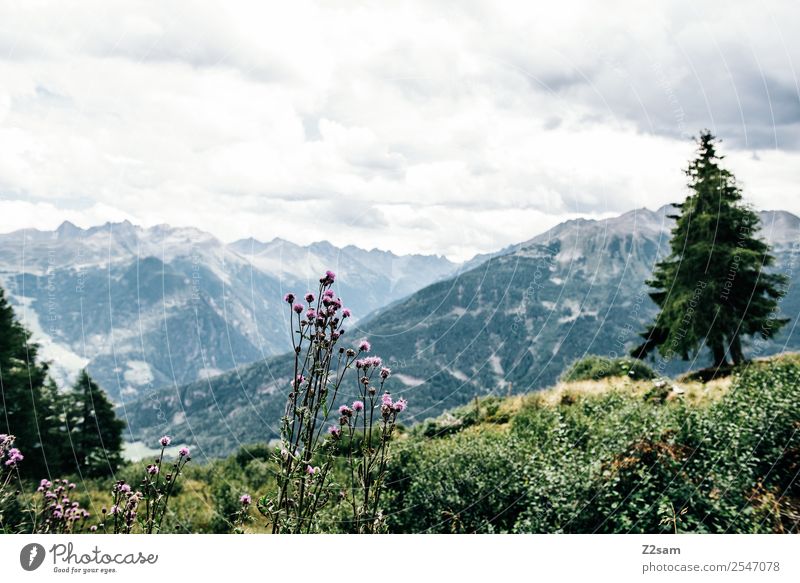 View into the Pitztal valley Vacation & Travel Tourism Hiking Environment Nature Landscape Sky Clouds Summer Beautiful weather Plant Flower Bushes Alps Mountain