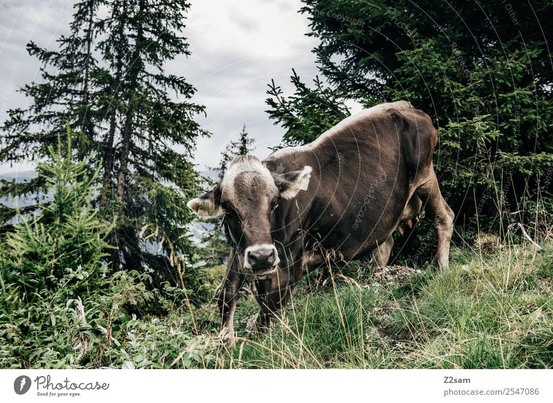 Pitztal cow Mountain Hiking Nature Landscape Sky Clouds Autumn Grass Meadow Forest Cow 1 Animal Movement Looking Stand Romp Large Power Fear Dangerous Stress