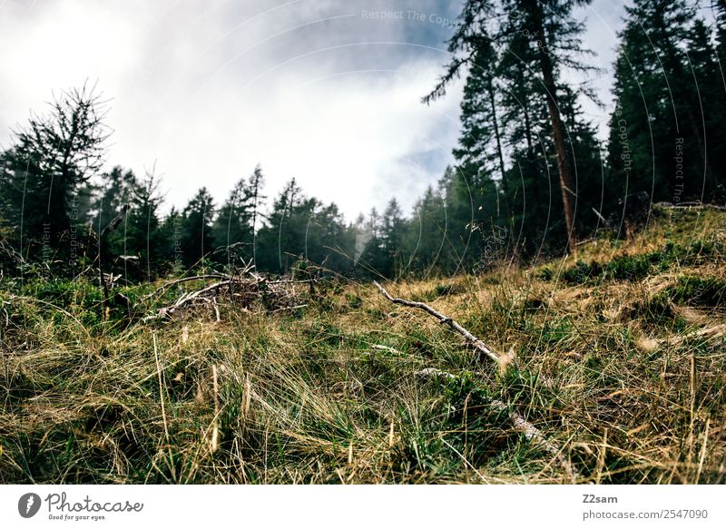 mushroom season Mountain Hiking Environment Nature Landscape Summer Bad weather Bushes Meadow Forest Alps Sustainability Natural Relaxation Idyll Perspective