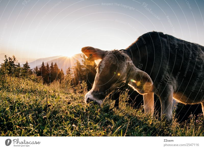 Cow before sunrise Vacation & Travel Tourism Hiking Nature Landscape Sun Sunrise Sunset Sunlight Summer Beautiful weather Grass Alps Mountain Eating Stand