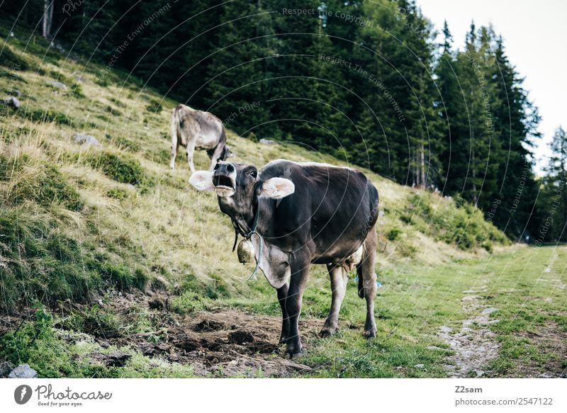 Mooing cow Vacation & Travel Mountain Hiking Nature Landscape Beautiful weather Forest Alps Cow 2 Animal Sustainability Natural Green Happy Contentment Calm