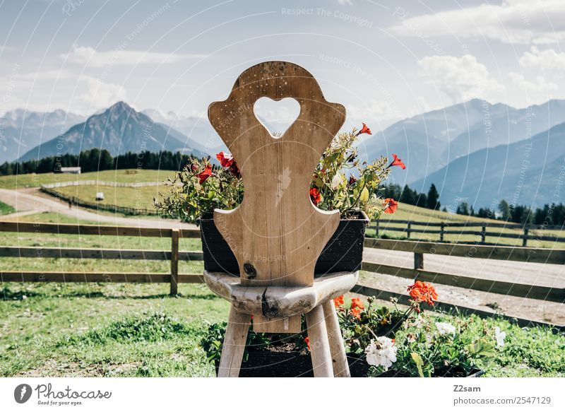Love the Alps Mountain Hiking Environment Nature Landscape Summer Beautiful weather Flower Meadow Chair Wooden chair Friendliness Natural Multicoloured Green