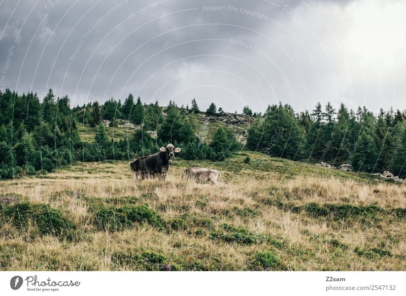 Pitztal cows Mountain Hiking Nature Landscape Storm clouds Autumn Bad weather Meadow Alps Cow 2 Animal Herd Looking Stand Together Sustainability Natural