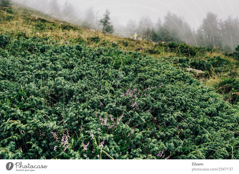 Alps | Plants | Fog Mountain Hiking Nature Landscape Animal Autumn Bad weather Bushes Forest Dark Sustainability Natural Green Calm Loneliness Idyll Environment