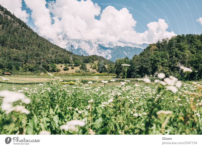 Inntal / Austria Vacation & Travel Trip Hiking Environment Nature Landscape Clouds Summer Beautiful weather Flower Meadow Alps Mountain Peak Gigantic Natural