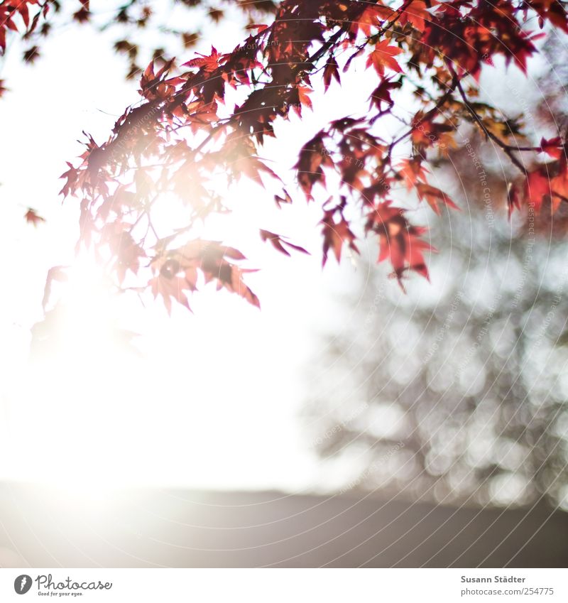 B@DD 11 | Good morning. Nature Sky Sun Beautiful weather Tree Leaf Wild plant Park To enjoy Hang Lens flare Sunlight Back-light Autumn Red Autumn leaves