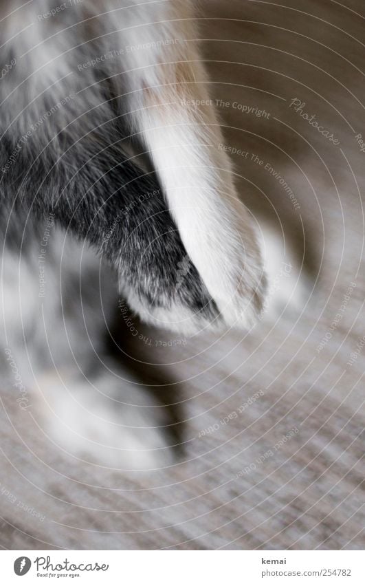 Pretty legs Carpet Animal Pet Hare & Rabbit & Bunny Pygmy rabbit pygmy hare Paw man 1 Bright Brown Black Colour photo Subdued colour Interior shot Close-up