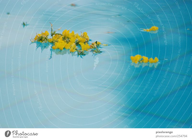Pool I Harmonious Calm Spa Summer Swimming pool Nature Plant Water Blossom Broom blossom Blossoming Relaxation Esthetic Wet Blue Yellow Colour photo