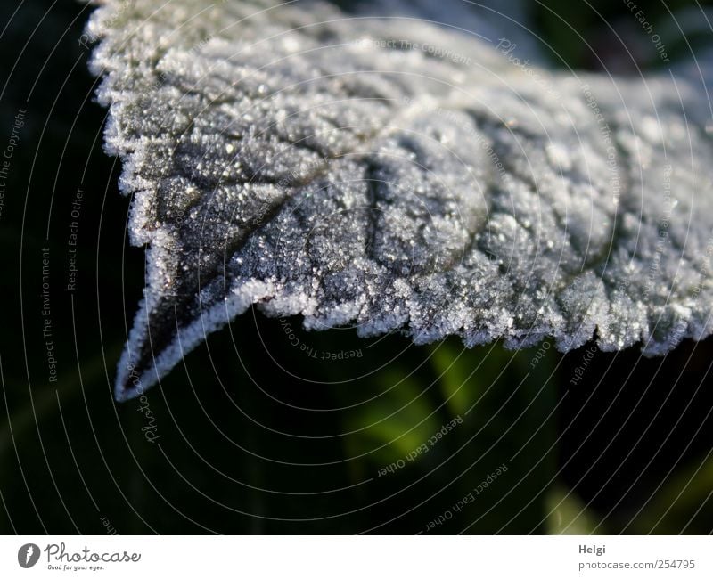 jagged Environment Nature Plant Autumn Winter Ice Frost Leaf Hydrangea leaf Garden Glittering To dry up Growth Esthetic Authentic Exceptional Dark Simple