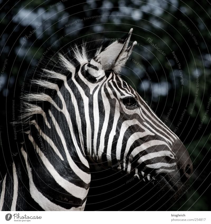 Zebra I Wild animal Animal face Ear Mane Eyes Stripe Head Black White Watchfulness Looking into the camera Africa Colour photo Subdued colour Exterior shot