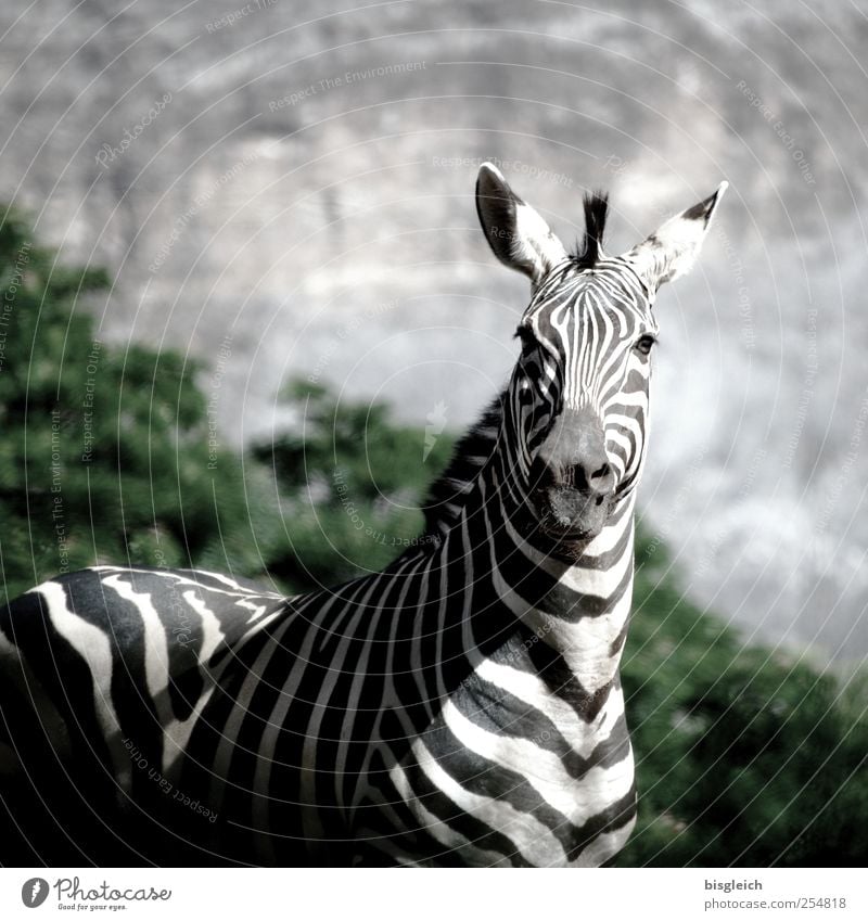 Zebra II Animal Wild animal 1 Stand Black White Attentive Watchfulness Africa Colour photo Subdued colour Exterior shot Deserted Copy Space top Day
