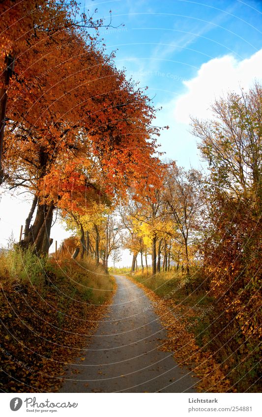 golden autumn III Environment Nature Landscape Sky Clouds Autumn Beautiful weather Tree Grass Bushes Hill Transport Lanes & trails Natural Positive Blue Brown