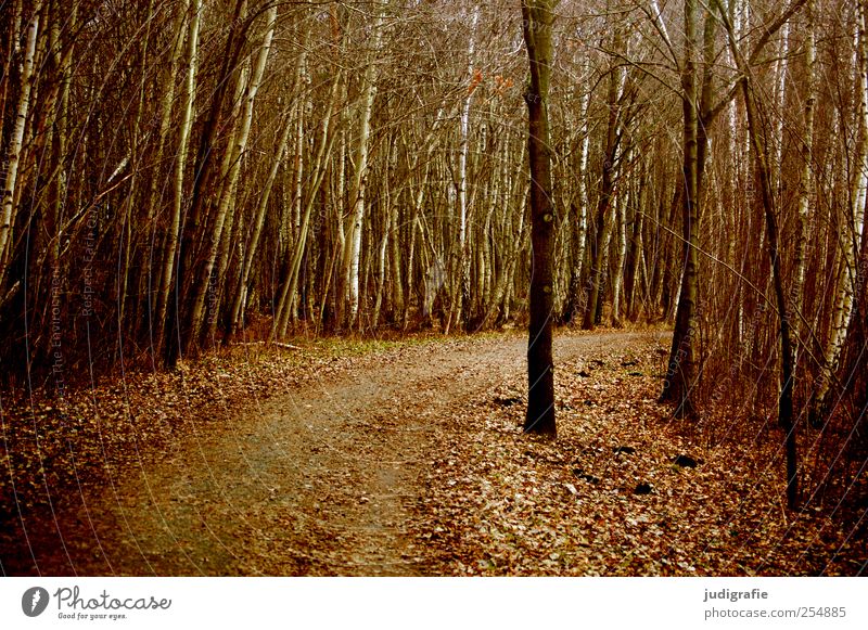 off Environment Nature Landscape Plant Autumn Tree Leaf Forest Dark Natural Brown Climate Lanes & trails Curve Colour photo Subdued colour Exterior shot