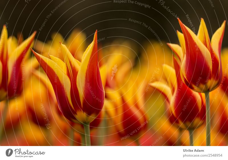 Sea of flames - Tulip flowers - Colourful flowers Elegant Style Design Wellness Life Harmonious Well-being Contentment Relaxation Calm Meditation Decoration