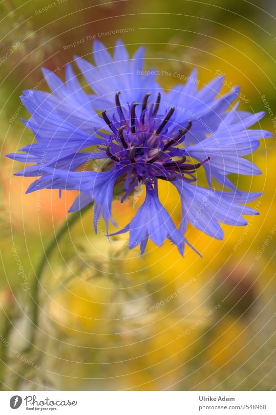 cornflower Design Wellness Harmonious Well-being Contentment Relaxation Calm Meditation Spa Decoration Wallpaper Image Card Feasts & Celebrations Mother's Day