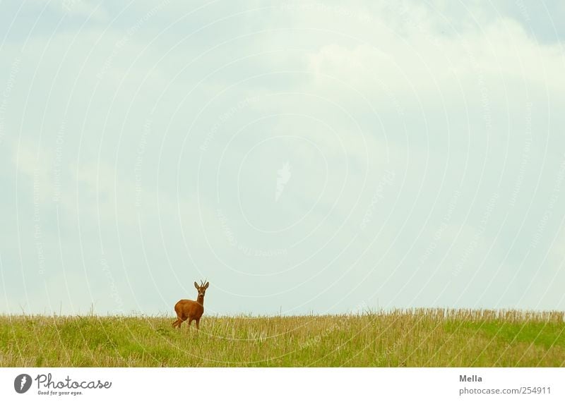 Good morning Environment Nature Landscape Animal Meadow Field Wild animal Roe deer 1 Looking Stand Free Natural Freedom Colour photo Exterior shot Deserted