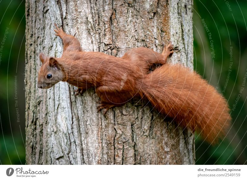 Squirrels looking for food Nature Animal Beautiful weather Tree Bushes Park Forest Rodent 1 Cute Brown Green Tree trunk Climbing Flexible Foraging Interest