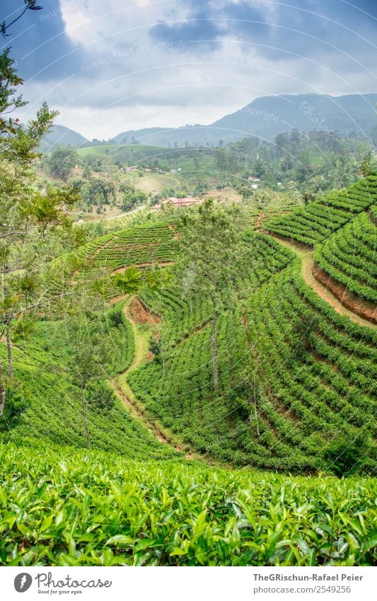 tea fields Nature Landscape Blue Green Tea plantation Growth Logistics Tourism Plantation To go for a walk Stay Idyll Colour photo Exterior shot Deserted