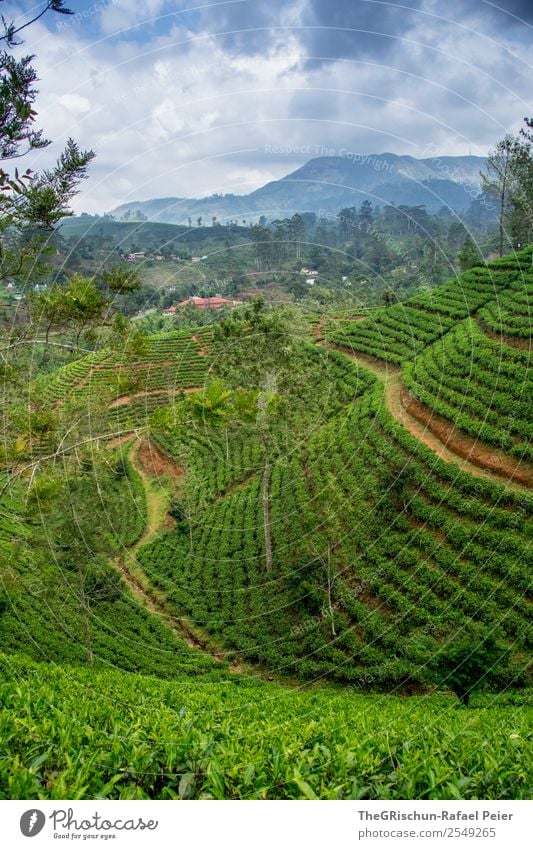 tea hill Nature Landscape Blue Green Tea Tea plantation Field Drinking Idyll Beautiful indescribably Sri Lanka Travel photography Discover Adventurer Hill