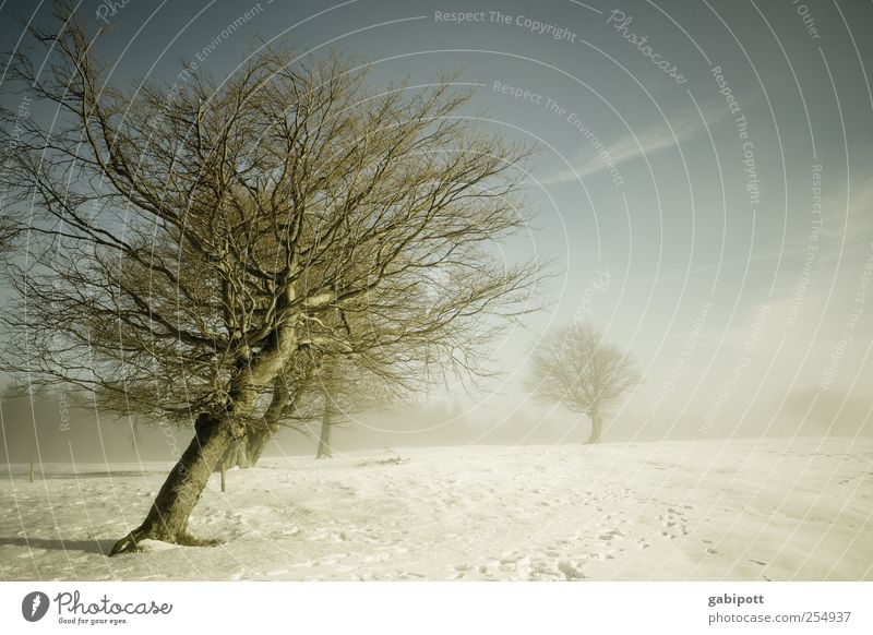 wind misalignment Winter Environment Nature Landscape Sky Weather Fog Ice Frost Snow Tree Field Cold Gloomy Blue Gray White Longing Apocalyptic sentiment