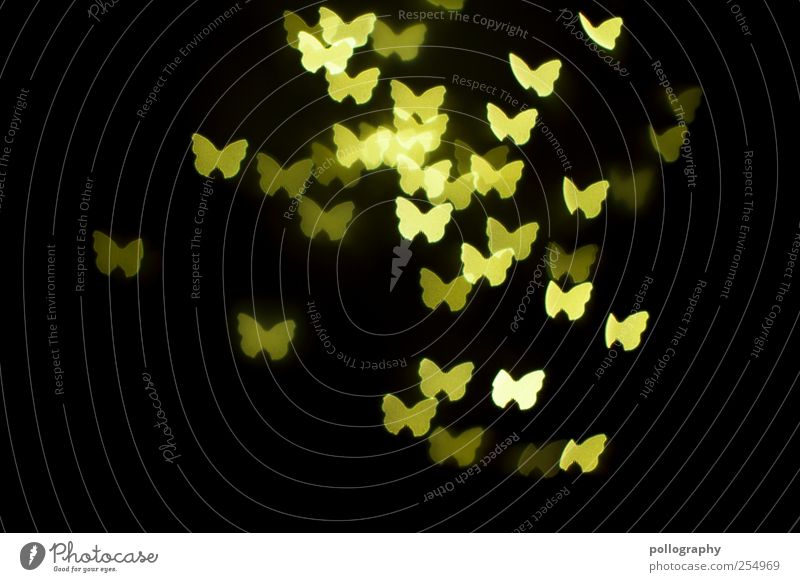 night owls Night life Feasts & Celebrations Animal Butterfly Group of animals Flock Animal family Flying Illuminate Together Yellow Green Happy