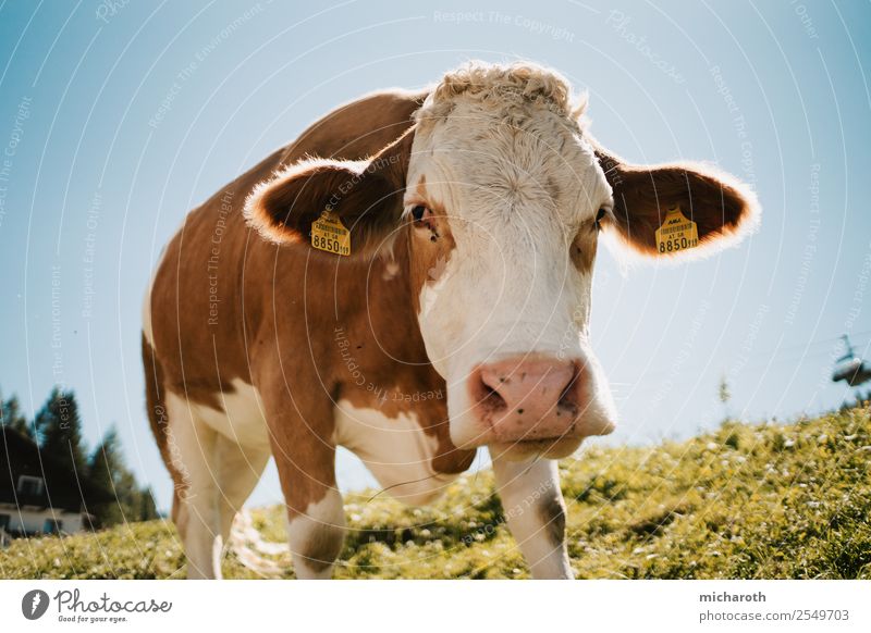 cow Renewable energy Environment Nature Landscape Sky Spring Summer Climate Climate change Grass Meadow Alps Mountain Animal Farm animal Cow Animal face 1