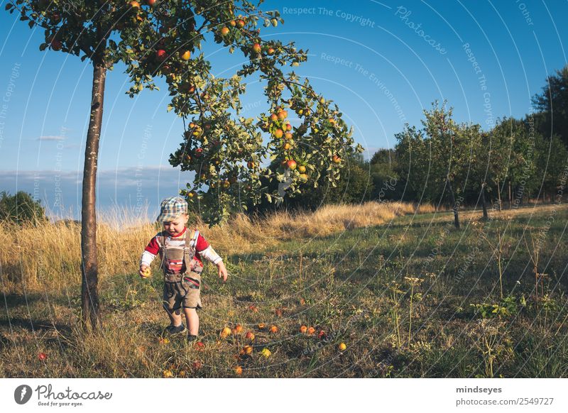Little boy in leather trousers runs in front of apple tree Masculine Boy (child) Infancy 1 Human being 1 - 3 years Toddler Apple tree Garden Leather shorts Cap