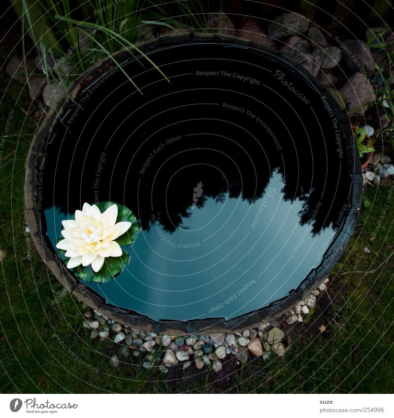 solitary confinement Well-being Calm Garden Environment Nature Plant Elements Water Leaf Blossom Meadow Pond Lake Blossoming Dark Cold Kitsch Round White