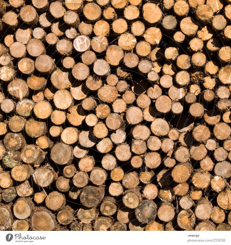 wood Woodcutter Lumberjack Environment Climate change Many Logging Stack Tree trunk Forest death Supply Firewood Arrangement Forestry Wood chopping Ignite