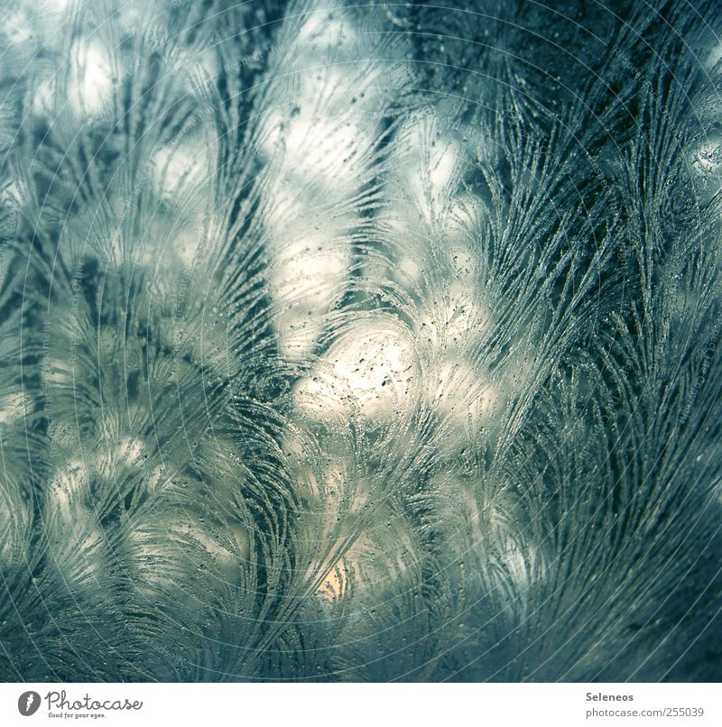 frost work Winter Environment Nature Landscape Ice Frost Glass Line Freeze Cold Near Frostwork Colour photo Close-up Detail Macro (Extreme close-up) Abstract