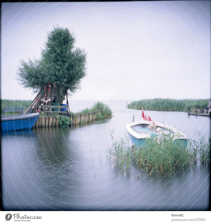backwater Environment Nature Landscape Horizon Weather Bad weather Rain Tree Common Reed Coast Bay Baltic Sea Fishing boat Harbour Wet Idyll Mobility Tourism