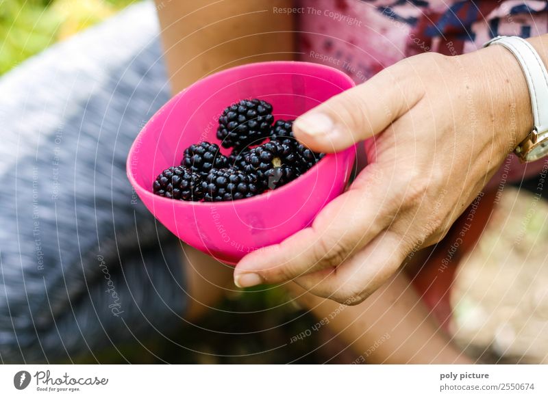 Bowl with freshly harvested blackberries Healthy Eating Leisure and hobbies Summer vacation Young woman Youth (Young adults) Adults Life Hand 13 - 18 years